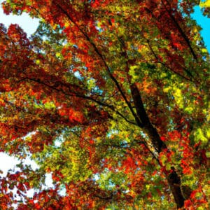 An image showcasing the intricate beauty of a Sawtooth Maple tree series, capturing the vibrant autumn foliage in a sun-kissed forest, with its delicate serrated leaves forming a captivating mosaic against the clear blue sky